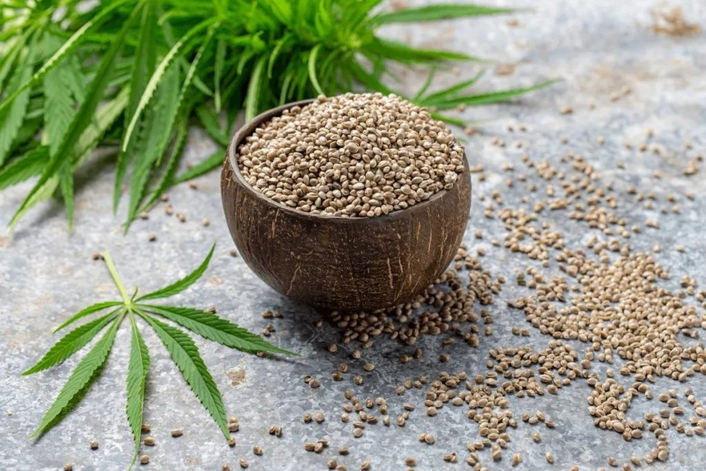 دانه شاهدانه