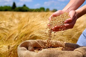 خبر مهم برای کشاورزان | قیمت خرید تضمینی گندم ۲۰ هزار و ۵۰۰ تومان تعیین شد