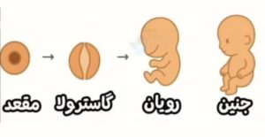 اولین دهانه در جنین انسان چیست؟ مقعد یا قلب؟ افسانهای که باید بدانیم 1 Screenshot 20251023 072602 Instagram
