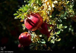 راز «طلای سرخ شمال» در میانکاله؛ انار، برگ برنده جدید کشاورزی مازندران