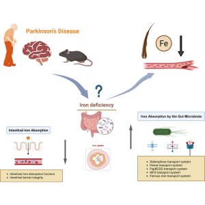 نشانه پنهان پارکینسون در مو؟ کشف یک بیومارکر جدید برای تشخیص زودهنگام بیماری 2 نشانه پنهان پارکینسون در مو؟ کشف یک بیومارکر جدید برای تشخیص زودهنگام بیماری