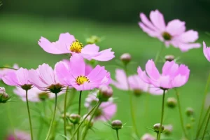 اخبار و مقالات هنری، اجتماعی و اقتصادی - آماج نیوز