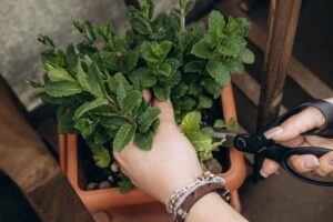 آموزش کاشت ریحان و نعناع در گلدان؛ راهنمای نگهداری و برداشت سبزی تازه در خانه