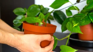 اخبار و مقالات هنری، اجتماعی و اقتصادی - آماج نیوز