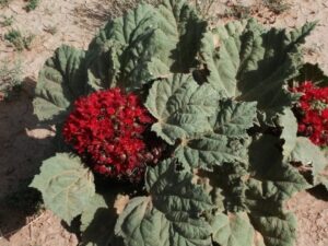 اخبار و مقالات هنری، اجتماعی و اقتصادی - آماج نیوز